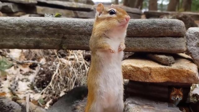 В Мире Животных (Бурундуки Задирают Котов, Самые Ловкие Воришки В Деле) смотреть онлайн