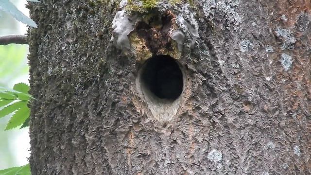Птенец дятла выглядывает из гнезда. Как дятел кормит птенцов смотреть онлайн