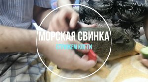 Простой способ отстричь когти у морской свинки