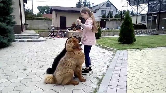 Тибетский мастиф, постановка собаки под ребёнка. ОКД смотреть онлайн