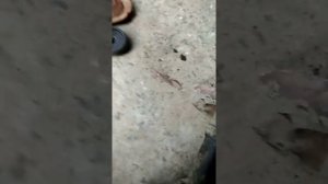 замена передних (стоек) амортизаторов - Ауди 80