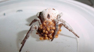 Жесть ! Пауки  Пожирают Свою Мать Заживо.mp4