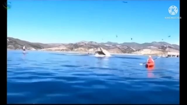 ? Горбатый Кит проглотил двух женщин у берегов Калифорнии