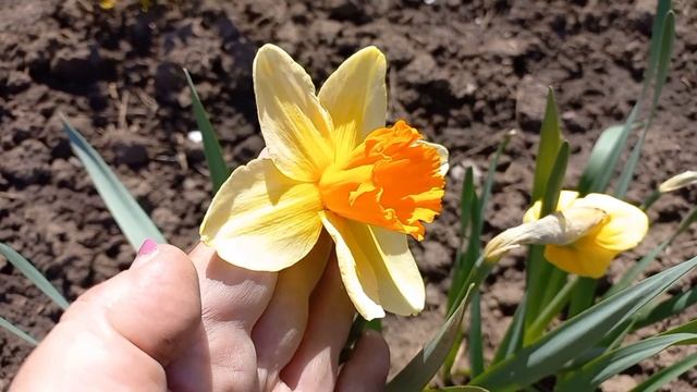 На даче. Нарциссы - мои любимые цветы. смотреть онлайн