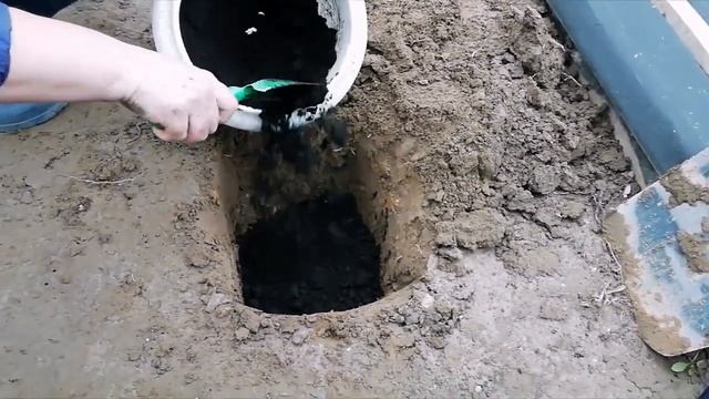 Ежевика. Весенняя посадка саженцев ежевики. смотреть онлайн