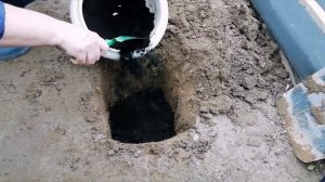 Ежевика. Весенняя посадка саженцев ежевики.