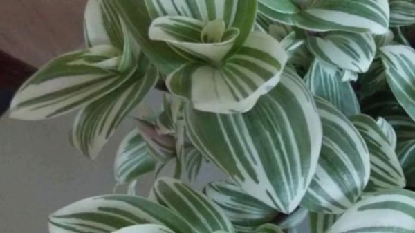 Магия традесканции. Приметы и суеверия о традесканции.