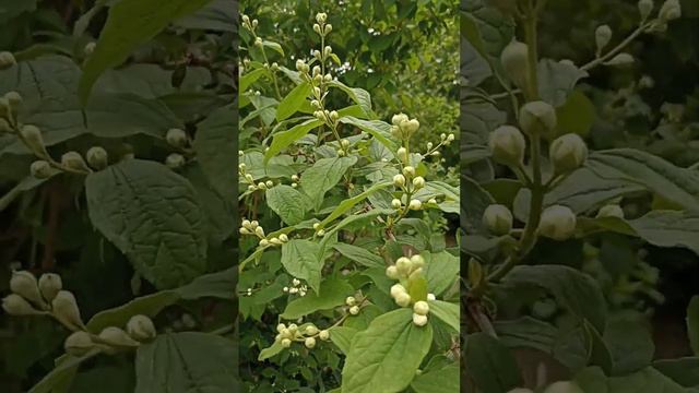 САЛАМ С ЧЕЧНИ! СИПАРИРУЕМ СЛИВКИ! ОГОРОД!!! МУРКА И БЕЛЫЙ!!! смотреть онлайн