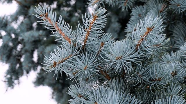 КАК ВЫБРАТЬ ЕЛКУ НА НОВЫЙ ГОД смотреть онлайн