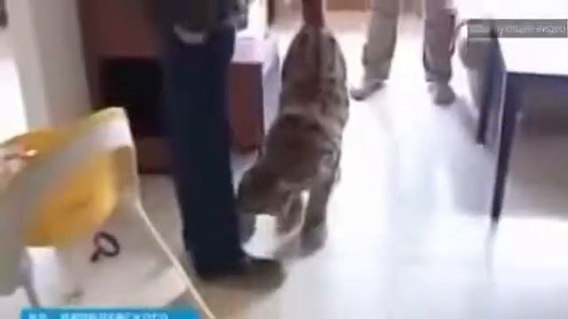 Домашняя рысь, которая живет на балконе смотреть онлайн