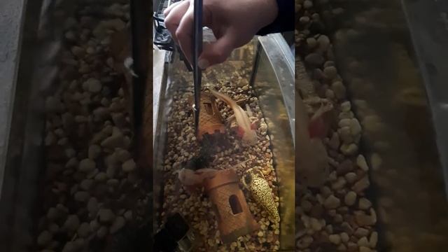 Аксолотль - личинка мексиканской саламандры или дракончик, хвостатое чудо смотреть онлайн