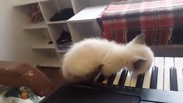 Котёнок-девочка ищет Дом смотреть онлайн