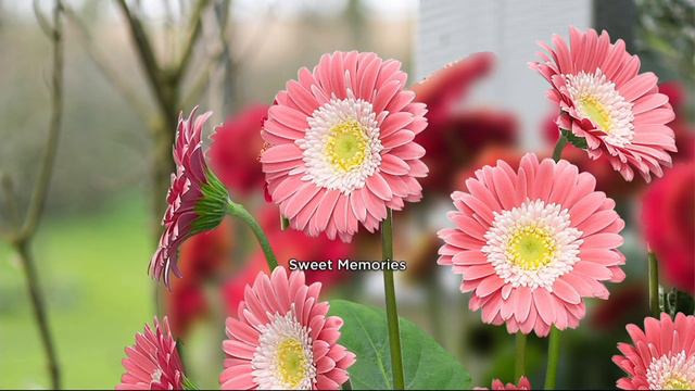 Roberta's 4-piece Sweeter than Sweet Hardy Gerber Daisies on QVC смотреть онлайн