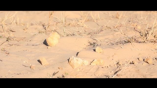 Кантри-кросс "Буря в пустыне" смотреть онлайн