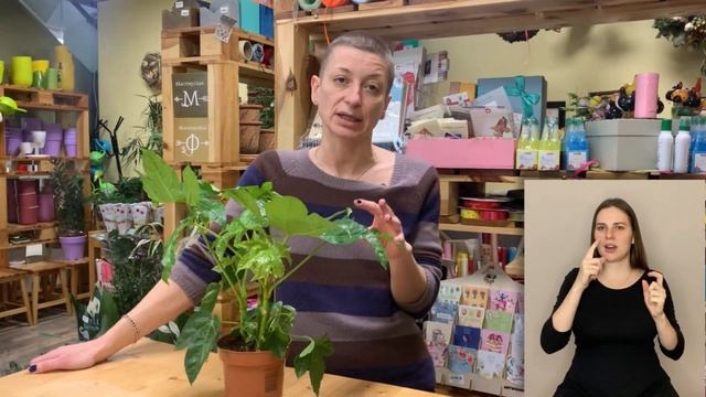 Фатсия японская или аралия { СУРДОПЕРЕВОД } растение ладошка | Как правильно ухаживать смотреть онлайн