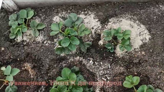 ПОСЛЕ ПОДКОРМКИ ВЕСНОЙ КЛУБНИКА ЗАВАЛИТ ВАС УРОЖАЕМ 😜🌷 УХОД И ПОДКОРМКА КЛУБНИКИ ДО ЦВЕТЕНИЯ видео смотреть онлайн