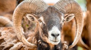 Горный баран Архар описание, характеристика и особенности породы