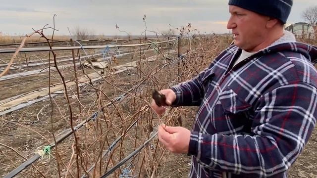 Как правильно обрезать летние сорта малины | Мое мнение смотреть онлайн