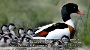 Утка Пеганка — описание