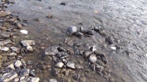 РЫБАЛКА --- ТОННЫ ХАРИУСА на АЛТАЙСКУЮ БАЛДУ АЛТАЙСКАЯ БАЛДА идеальная ловли ХАРИУСА ИСХОДНИК