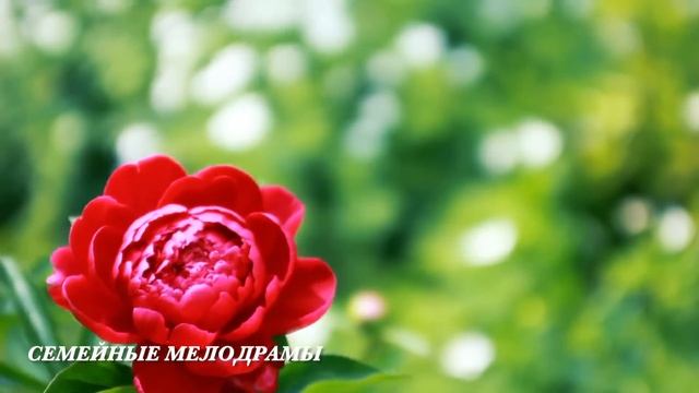 Муж нагло рассказал жене что у него есть любовница, но он не знал что её месть будет несладкой... смотреть онлайн