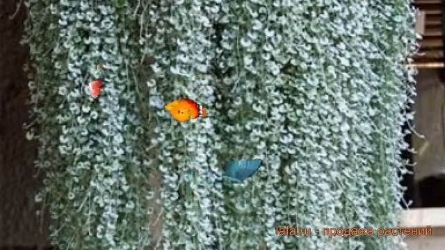 Дихондра обыкновенный Сильвер фолс ? Сильвер фолс обзор: как сажать, семена дихондры Сильвер фолс смотреть онлайн