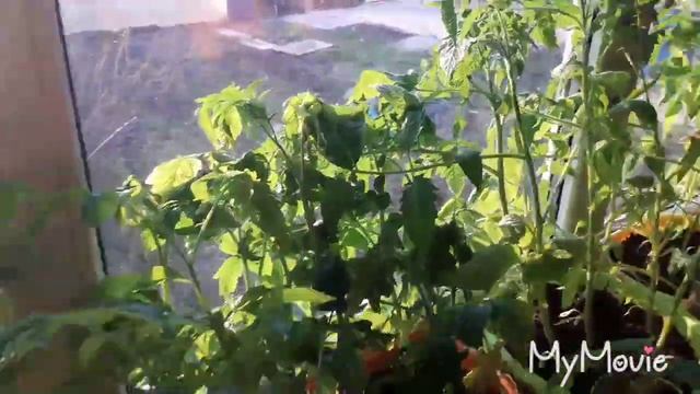 Первые дела в огороде/Декоративный заборчик своими руками/Покупки для дома/Новое платье смотреть онлайн