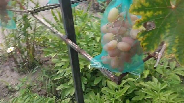 Как спасти виноградник от ос?Мешочки для винограда!!! смотреть онлайн