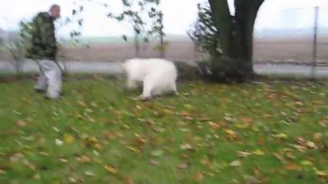 South Russian ovcharka juzak Ataman VICTORY 16 months old temperament test смотреть онлайн