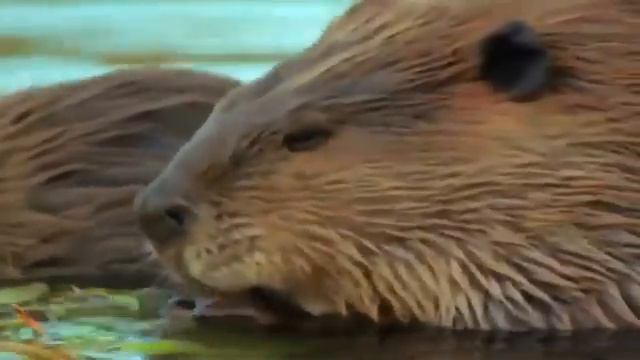 Как Волки влияют на окружающую среду смотреть онлайн