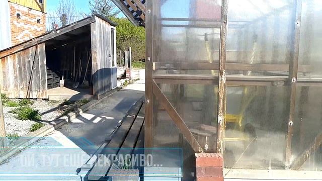 Пеларгонии в квартире. Ответы на ваши вопросы смотреть онлайн