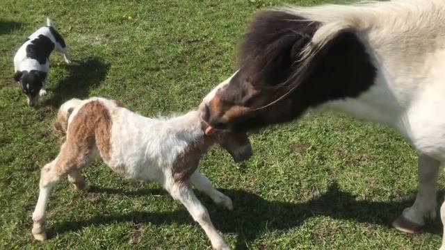 Miniature Shetland Pony Foaling 2016 смотреть онлайн