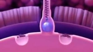 Процесс оплодотворения человеческой яйцеклетки