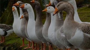 Чем кормить гусей в домашних условиях