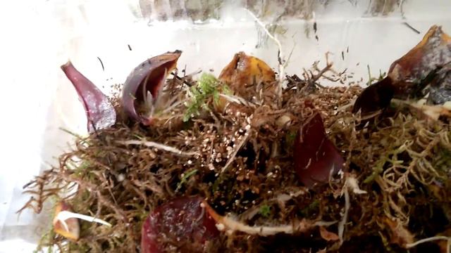 лилии размножаем чешуйками.результат. смотреть онлайн