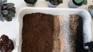 Грунт для ПЕПЕРОМИИ / Размножение пеперомии листом