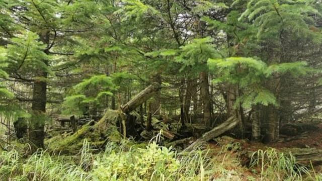 Блуждали по тайге 9 дней. Две женщины с Сахалина как им удалось выжить? смотреть онлайн