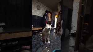 Акита-ину воет