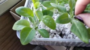 Укоренение любых черенков в перлите.