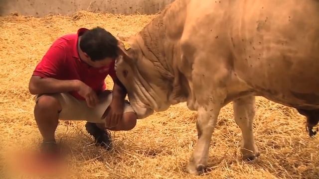 Мужчина освободил быка, который всю жизнь был прикован цепью. Реакция быка очень трогательная смотреть онлайн