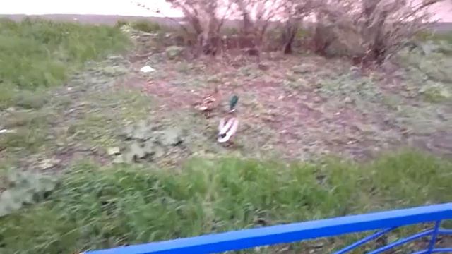 Простите, утки смотреть онлайн