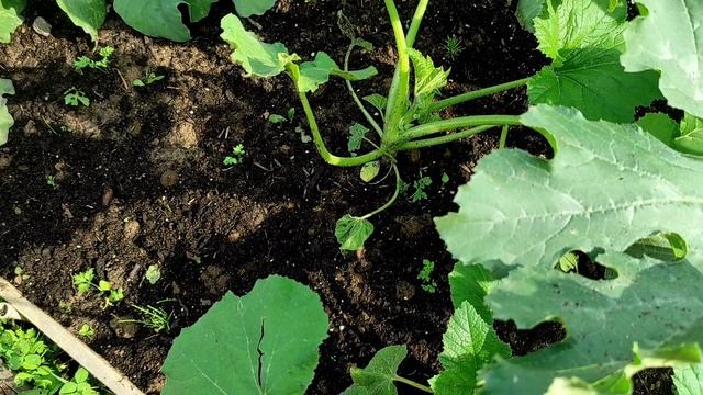 Погуляем по огороду.Огородик то растёт))Огород побило вчерашним градом. смотреть онлайн