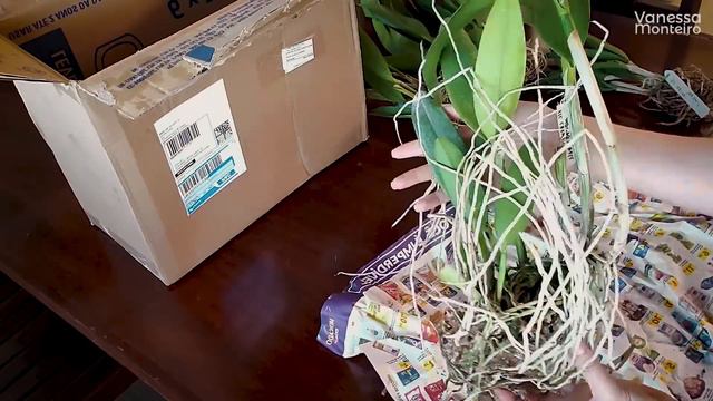 Sabe de onde são as Orquídeas mais Lindas?? смотреть онлайн