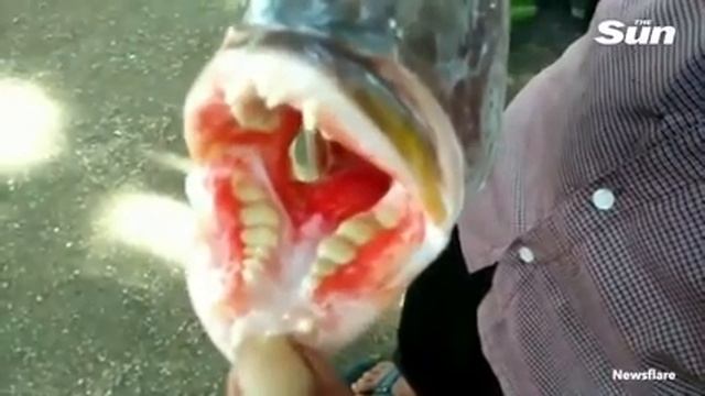 Видео рыбы-чудовища с человеческими зубами из Индонезии смотреть онлайн