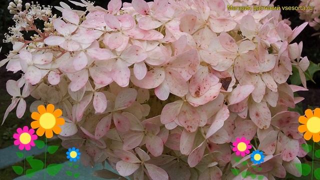 Гортензия метельчатая на штамбе мега перл. Краткий обзор, описание hydrangea paniculata Mega Purple смотреть онлайн