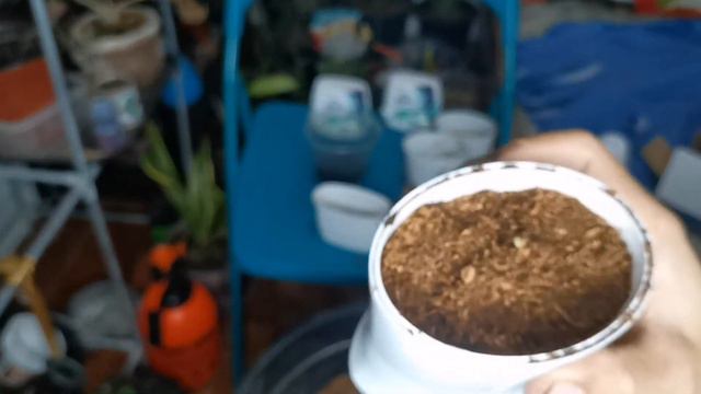 Paano magpatubo ng Monstera deliciousa seeds? смотреть онлайн