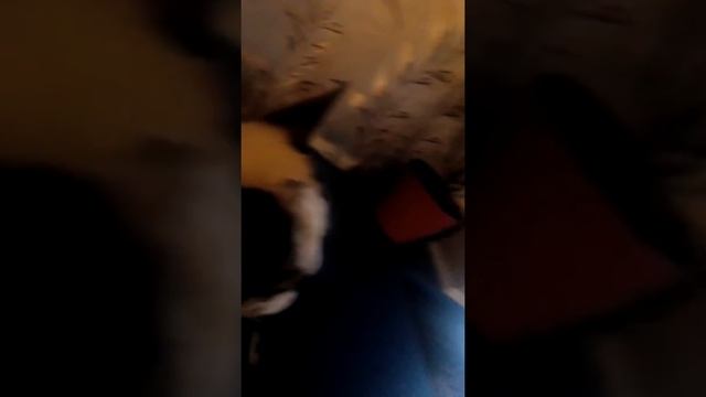 Французкий бульдог смотрит про собак на ноутбуке смотреть онлайн