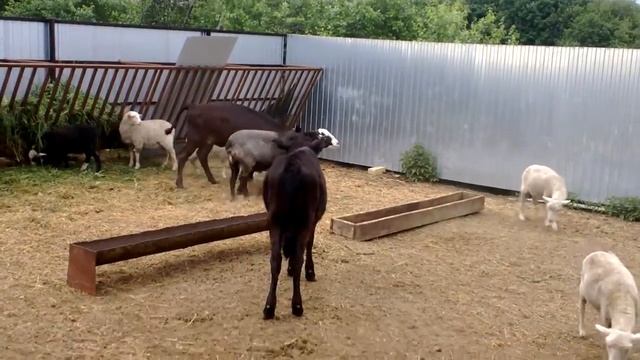 Как создать загон для овец и телят смотреть онлайн