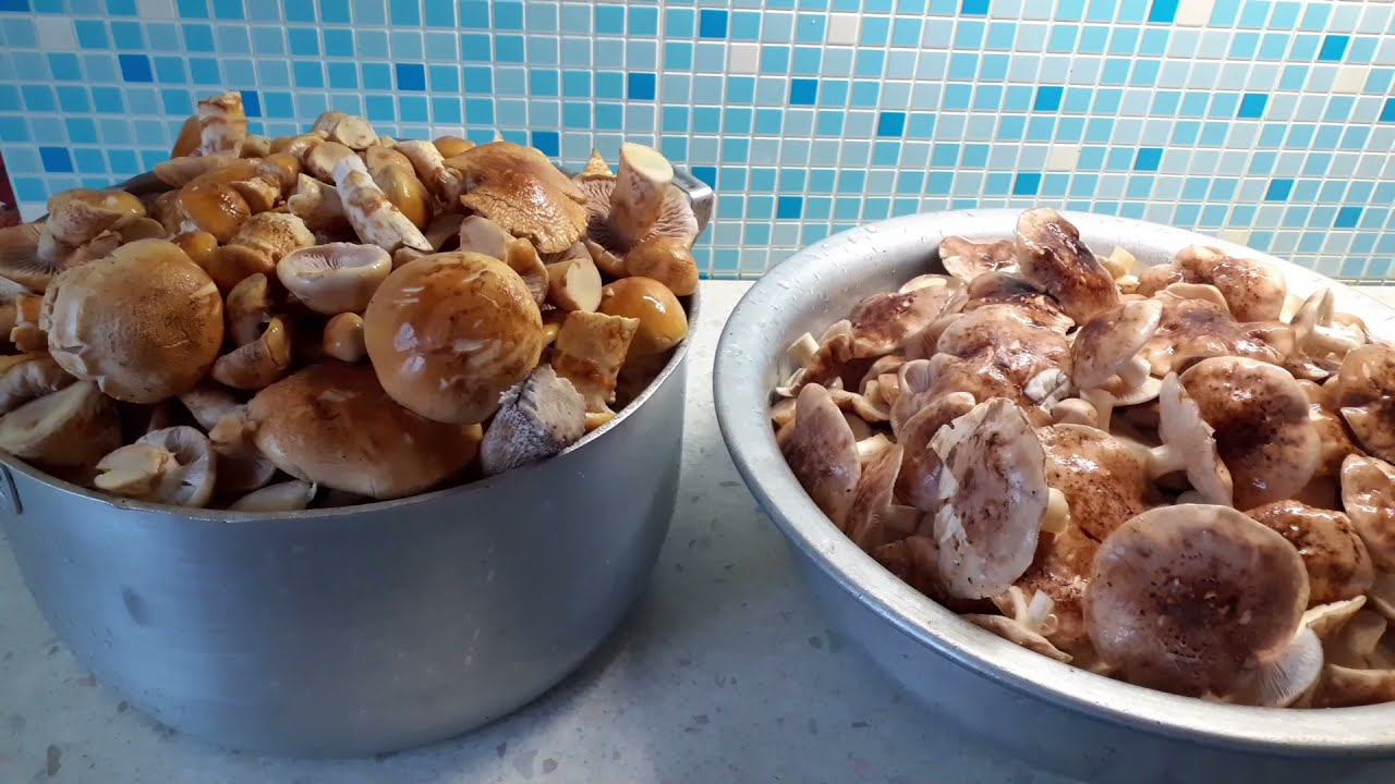 Vlog #Меня понесло. Опять за грибами .Результат похода.