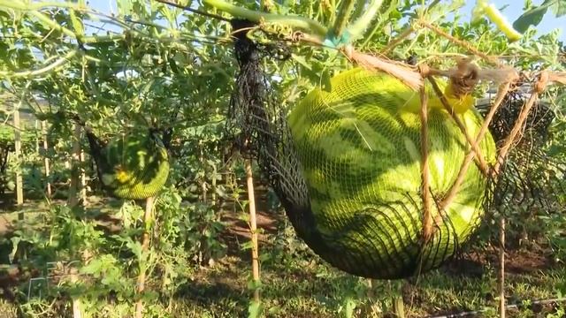 Арбуз на шпалере смотреть онлайн